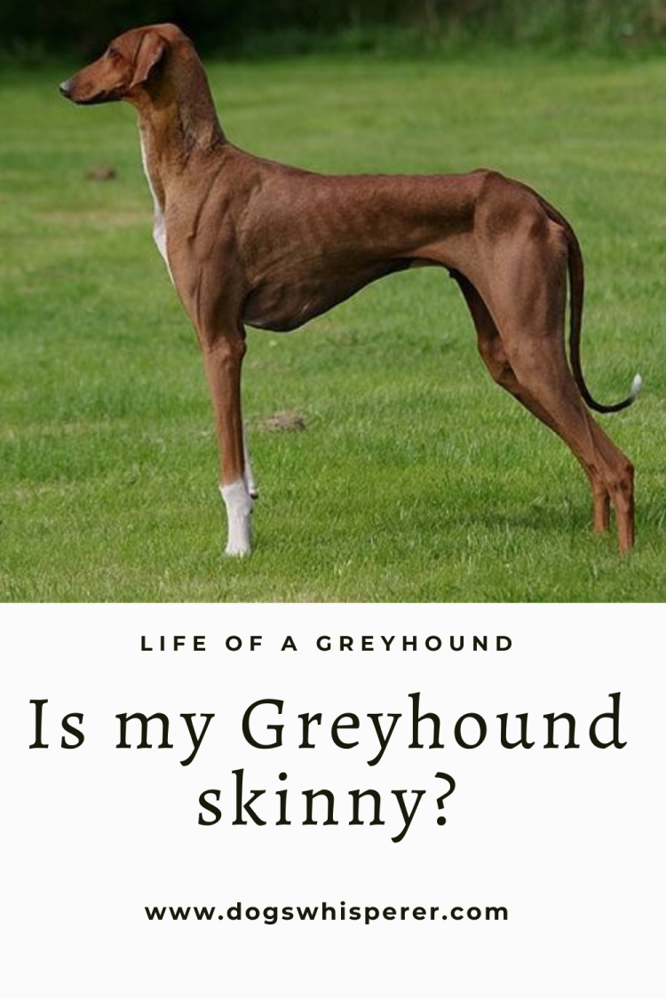 Азавак черный