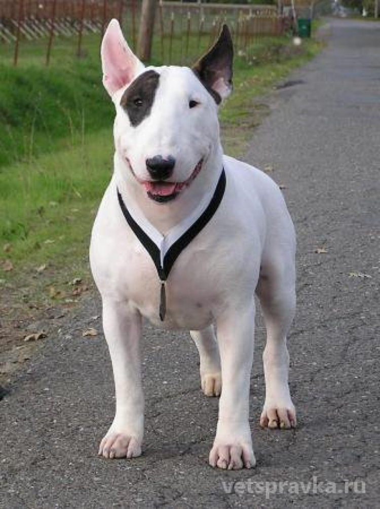 Поросенок и щенок