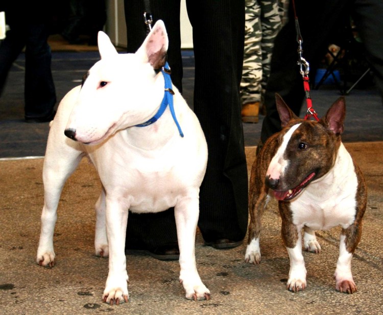 Английский бультерьер стандарт