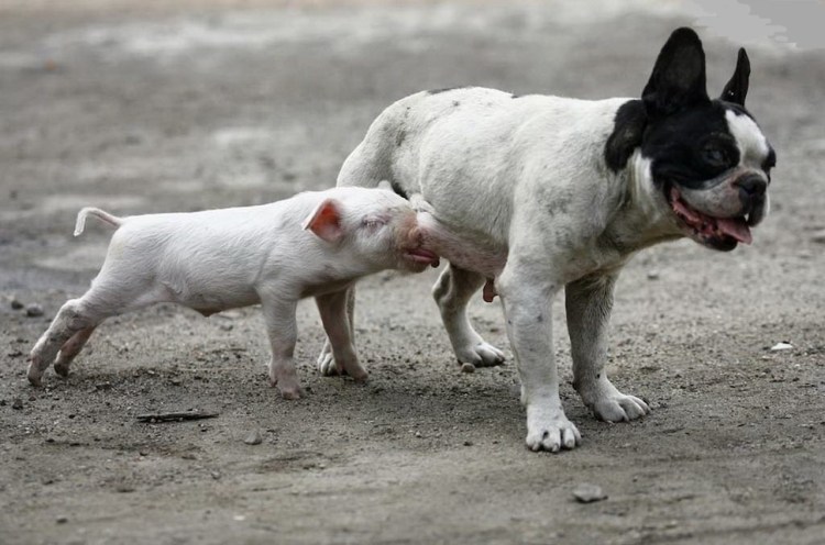 Дружба свиньи и собаки