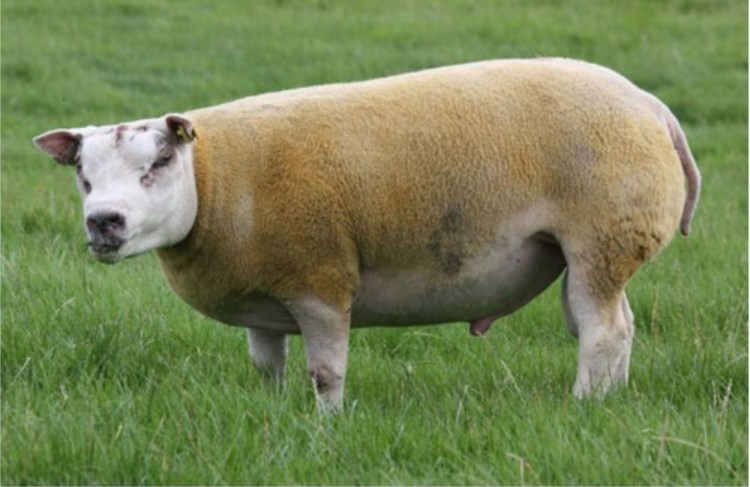 Бультерьер белый