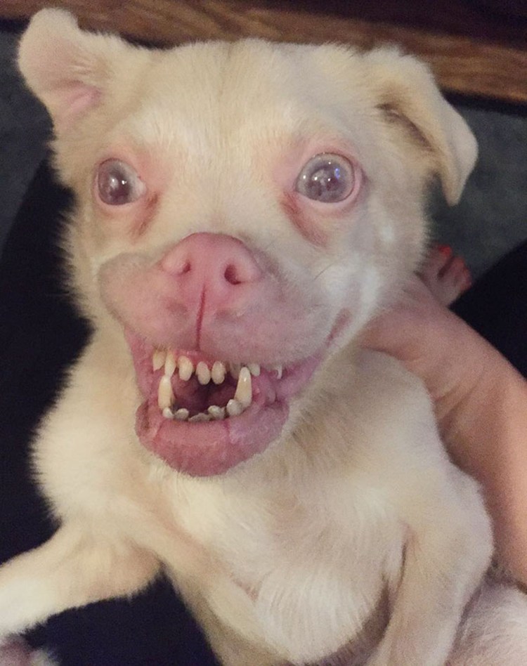 Беззубая Левретка Заппа