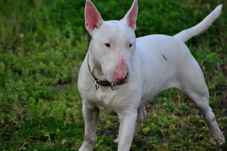 Хубрид Энималс