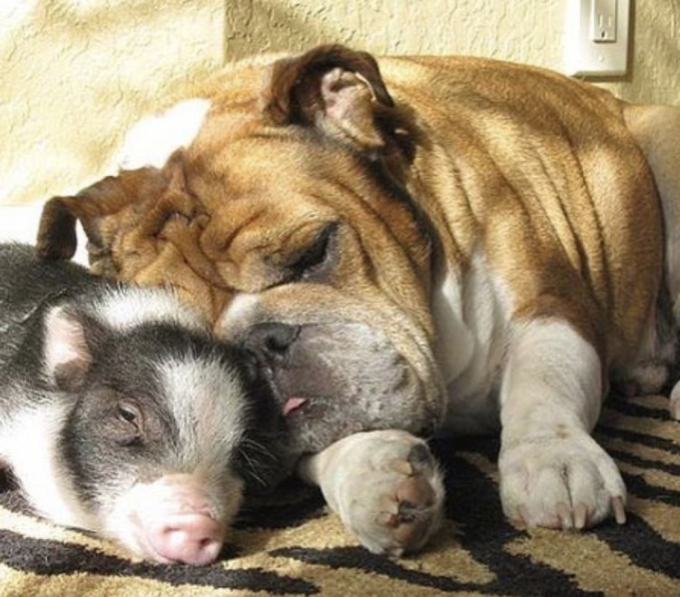 Бультерьер пятнистый