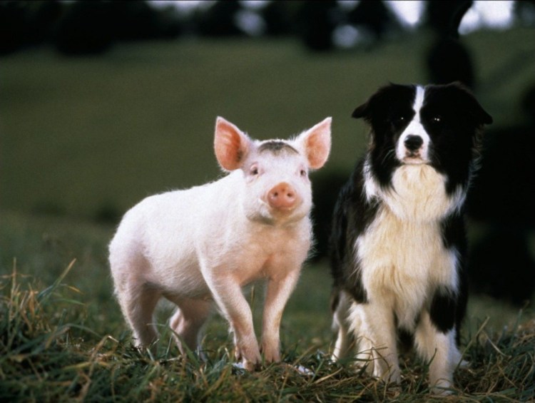 Щенки и хрюшки