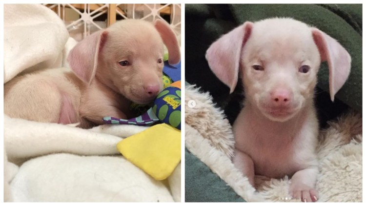 Порода бультерьер