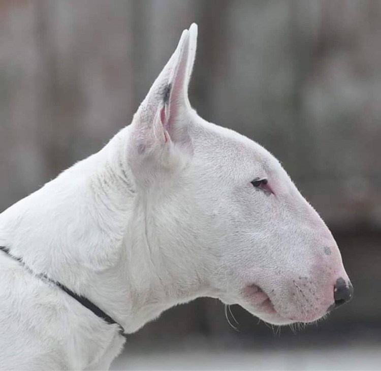 Собака бультерьер