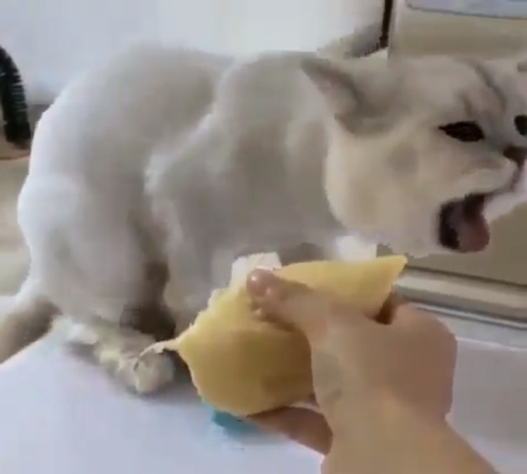 Кота тошнит от дуриана