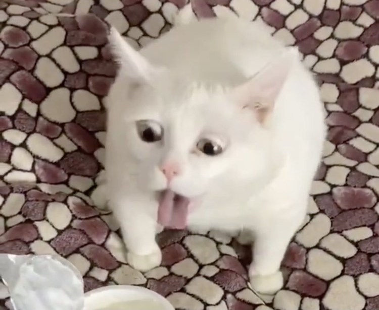 Кота тошнит