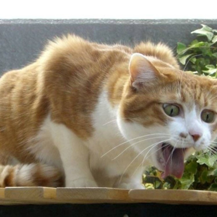 Котика тошнит