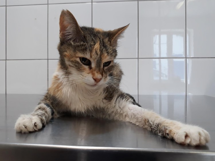 Смешные коты на унитазе