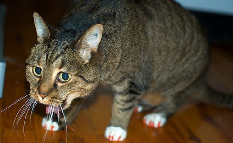 Кошку тошнит