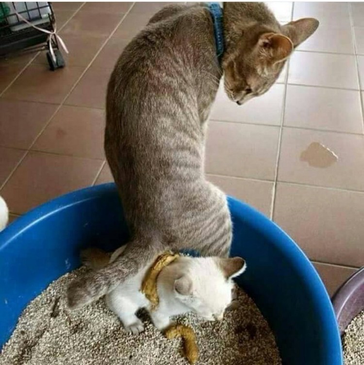 Кот кашляет Мем