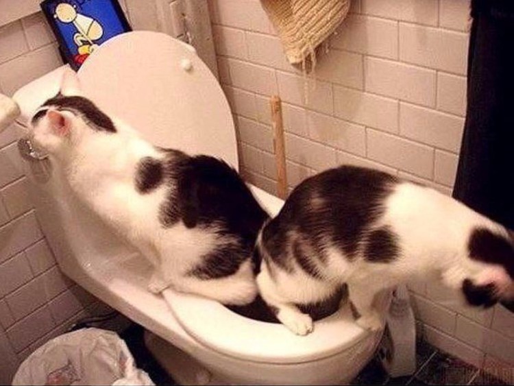 Кошку тошнит