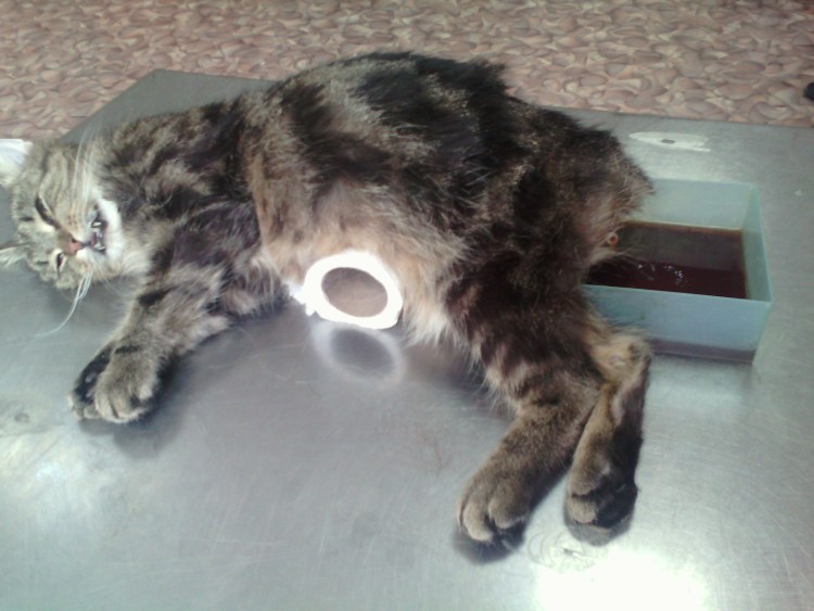 Кашляющий кот