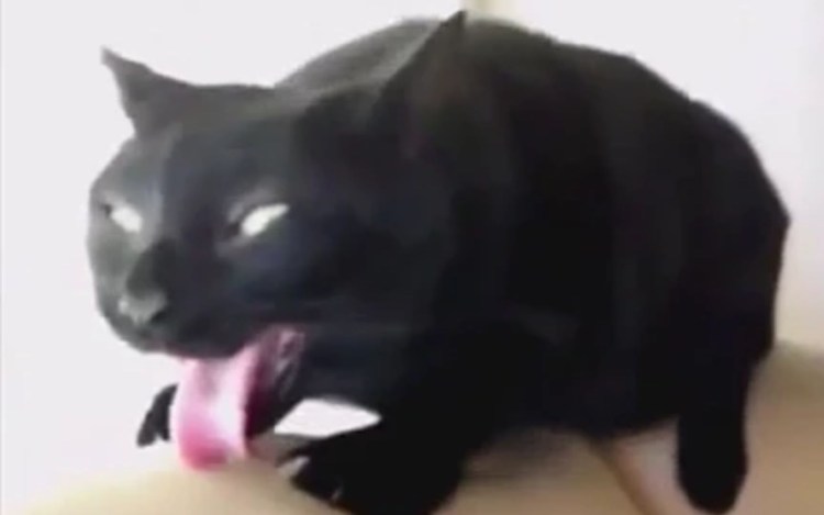 Забавные животные фото