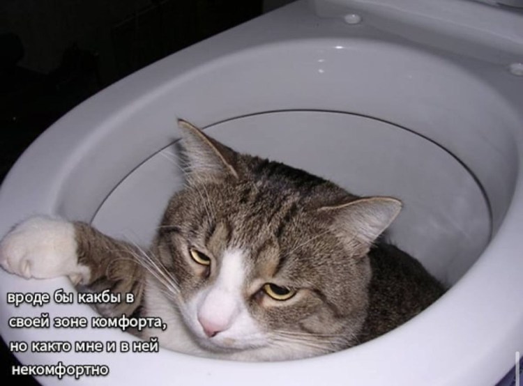 Кот отвращение