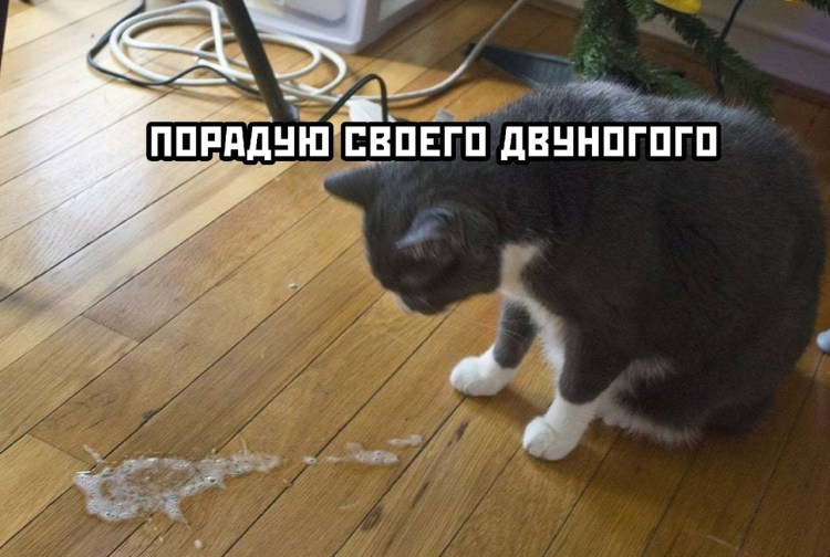 Кот за столом