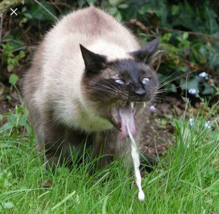 Рвота у кошки