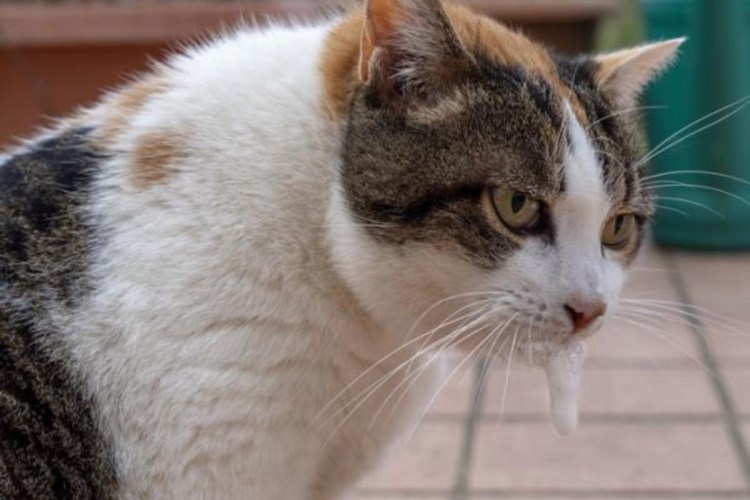 Кашляющий кот