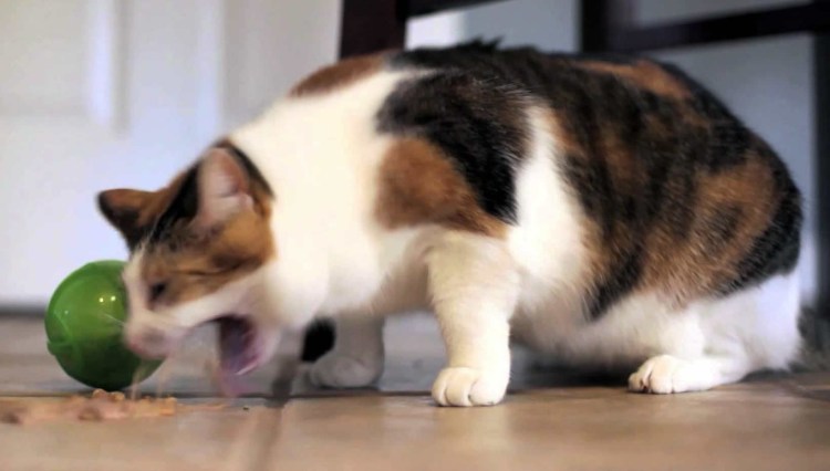 Кошку тошнит