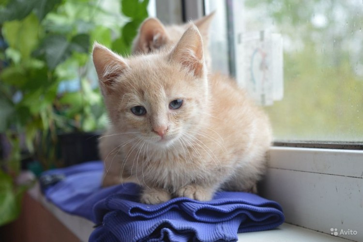 Британский кот персиковый