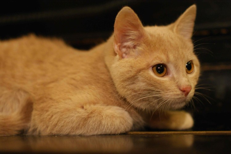 Британский Карташевский кот персиковый