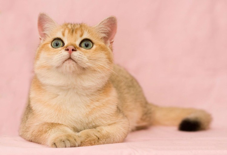 Котята персикового окраса