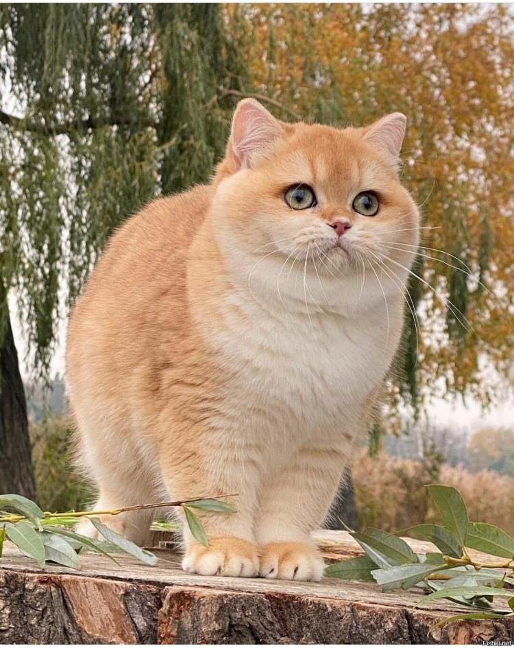 Сибирский кот персикового окраса