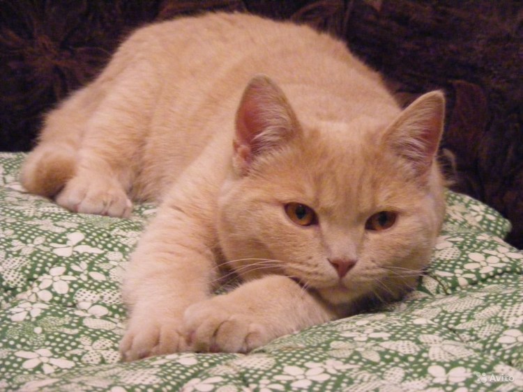 Бежевая кошка