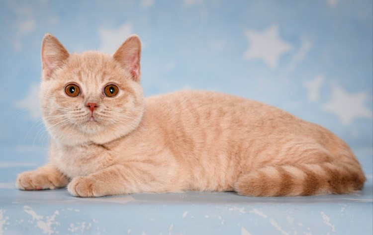 Австралийская дымчатая кошка австралийская мист