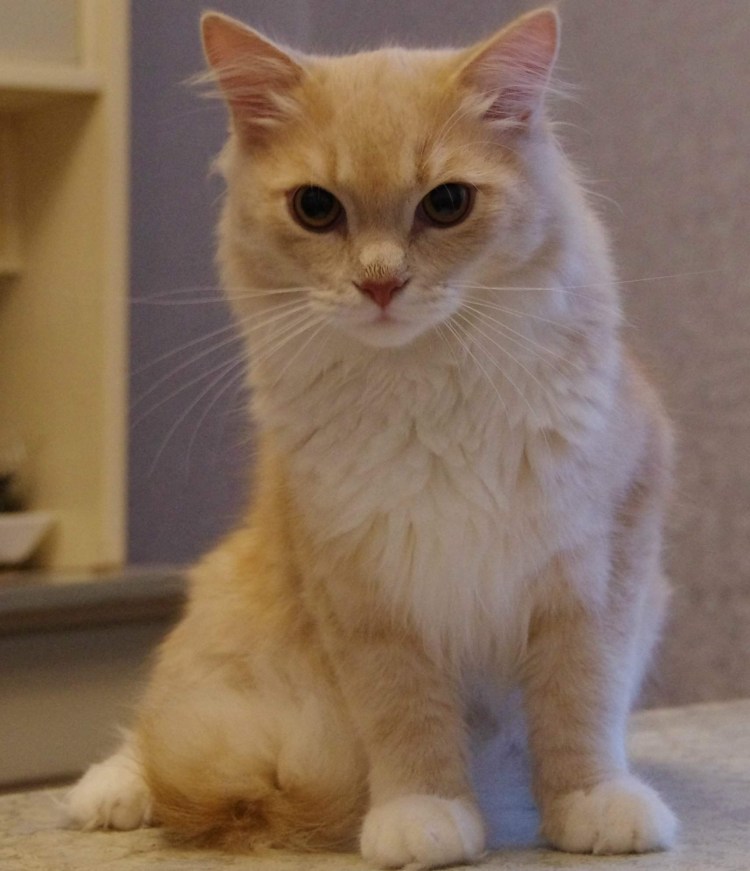 Персиковый британец прямоухий