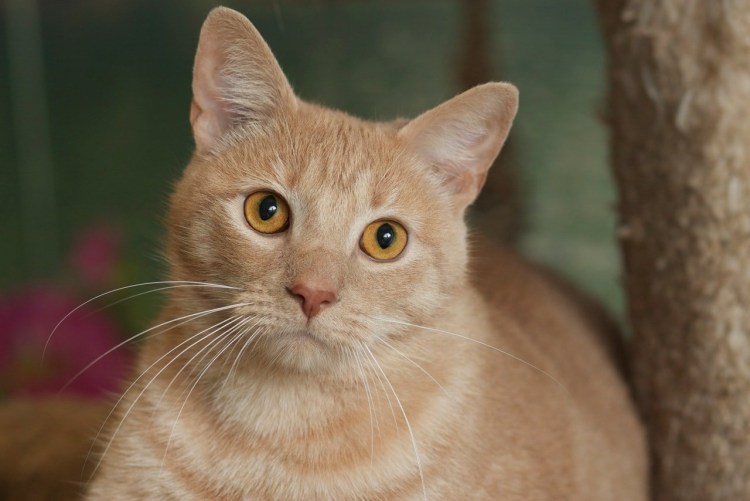Британский кот прямоухий персиковый