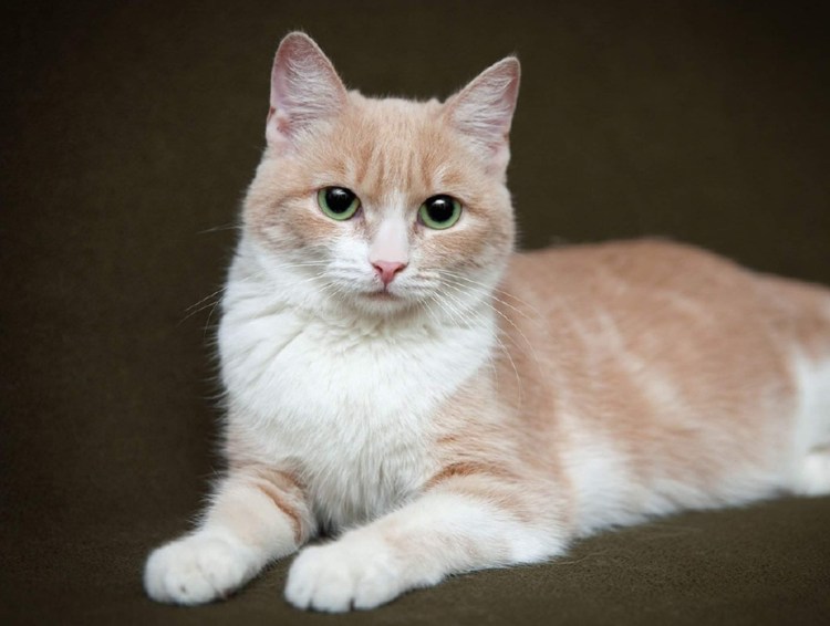 Персиковый кот порода