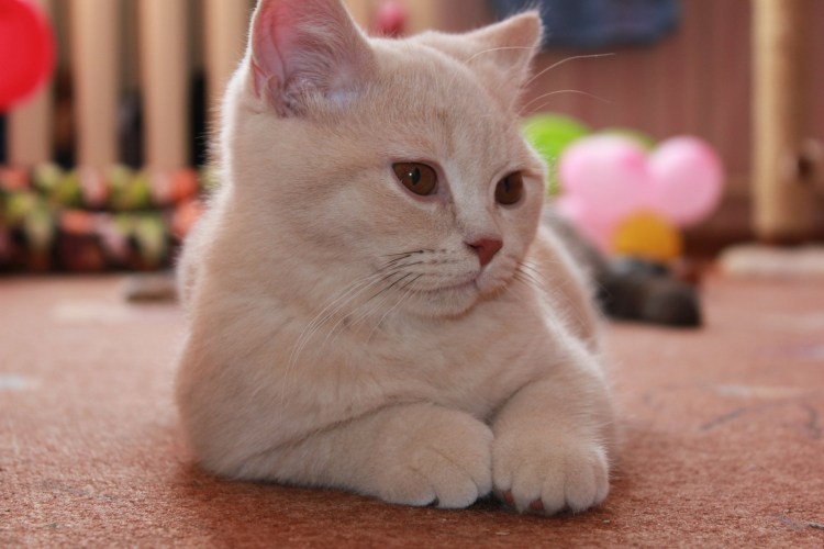 Кошка песочного цвета