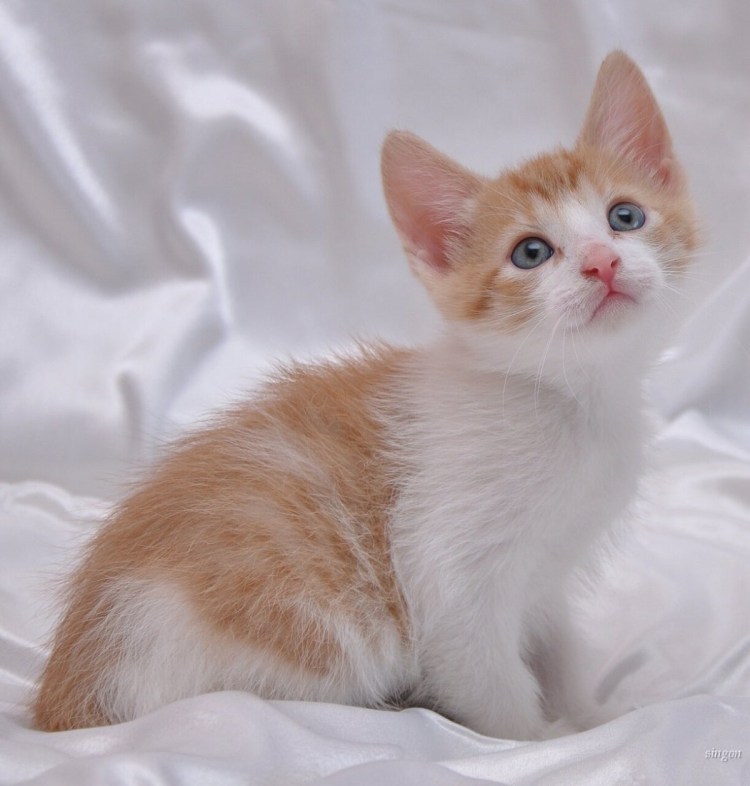 Сибирский гладкошерстный персиковый