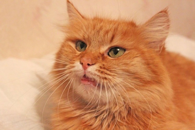 Сибирский гладкошерстный персиковый