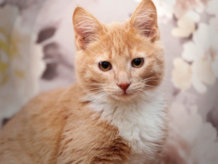 Золотая шиншилла ny25