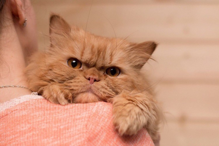 Европейский короткошерстный кот персиковый
