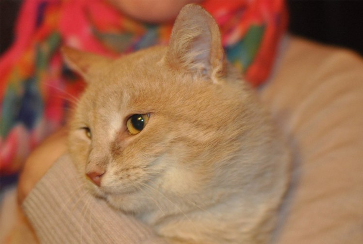 Персиково рыжий котенок