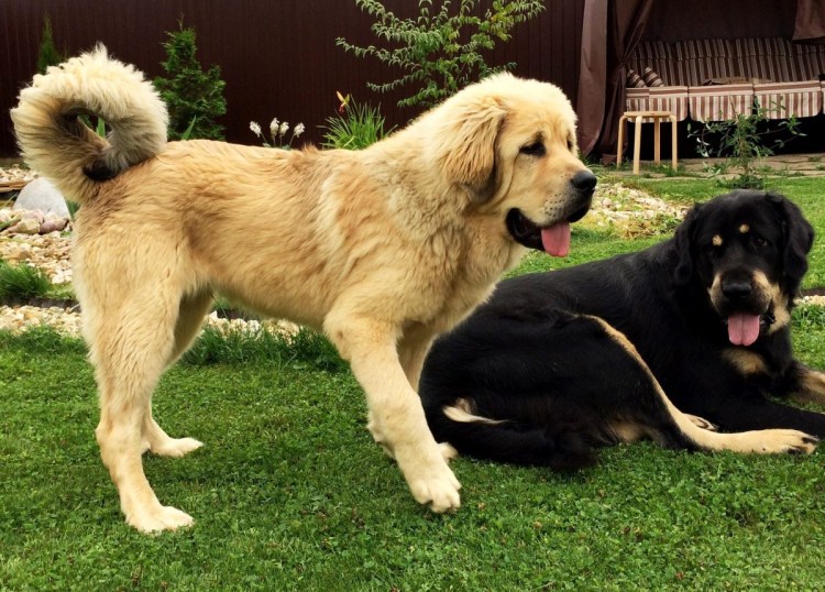 Собаки осетинский мастиф