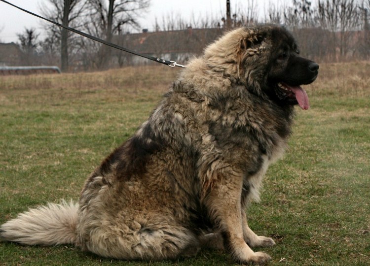 Аборигенная Кавказская овчарка