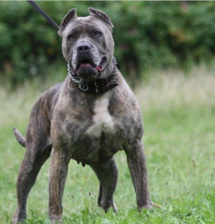 Испанский алано черный