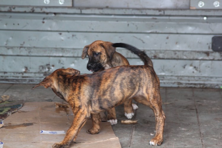 Алано Эспаньол с ушами