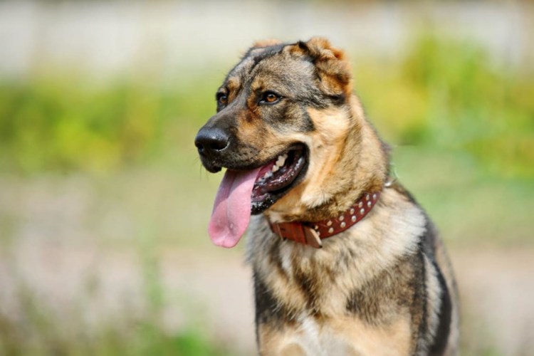 Кавказский волкодав