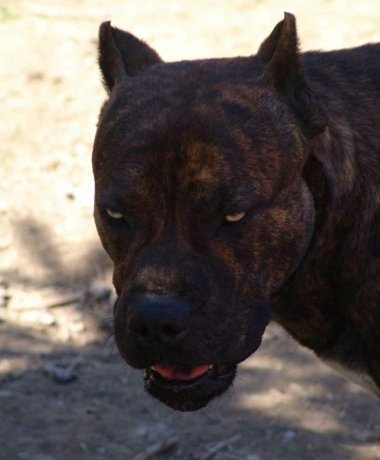 Алано Эспаньол собака