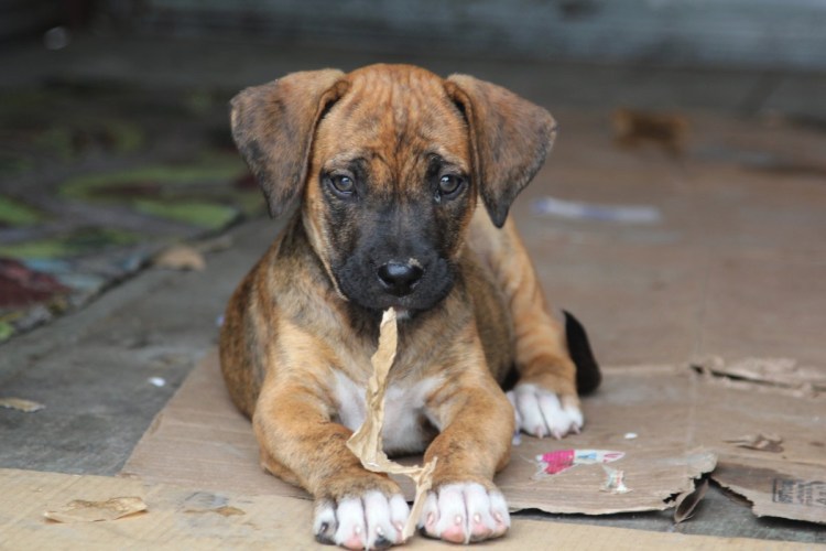 Аланский дог щенок