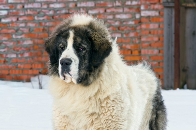 Армянский мастиф