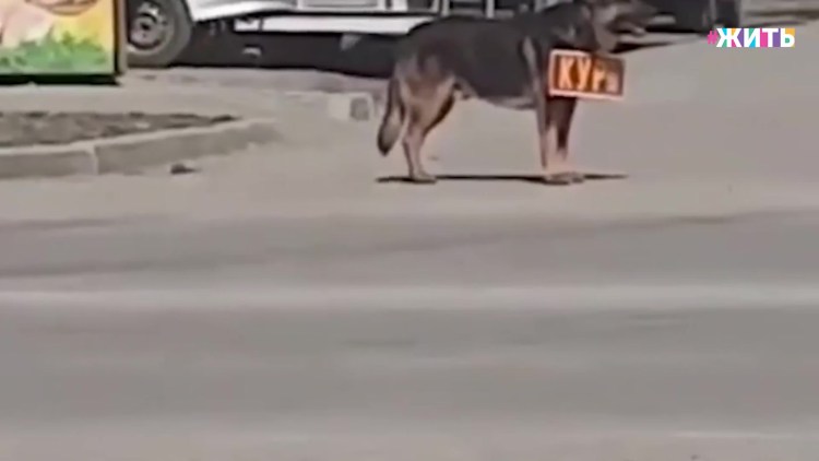 Собаки нашли скрытую камеру