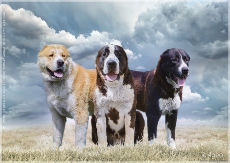 Среднеазиатская собака алабай